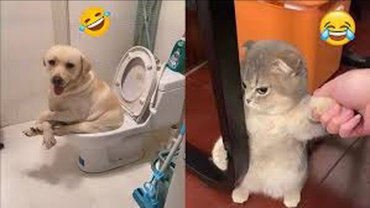 Try not to laugh🤣 Funny animals😹‖ #shorts #funnyvideos