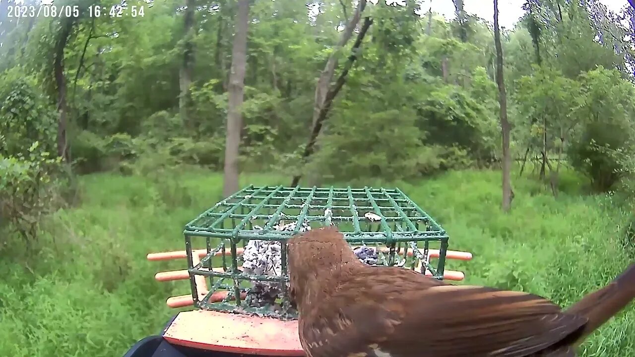 BirdKiss AI Smart Bird Feeder: Immature female eastern towhee