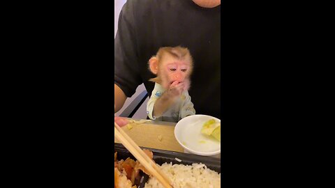 #cute little monkey