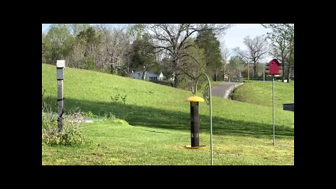 Purple Martins Are Back 💜