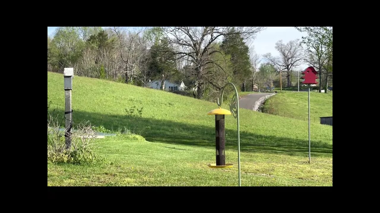 Purple Martins Are Back 💜