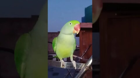 Lovely parrot