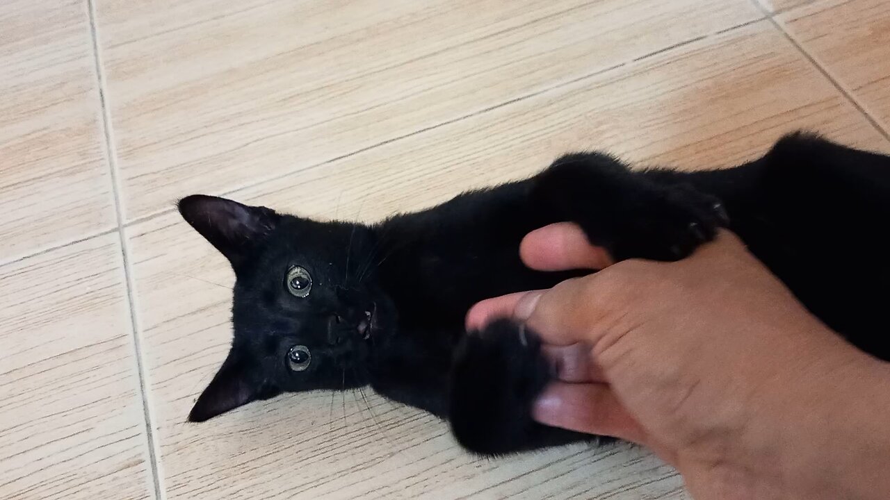 Smart black panther kitten petting