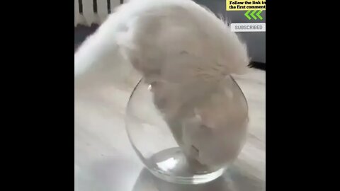 cute cat videos 😹 funny videos 😂 681 😻 #shorts #shortsfunny #cutecat #catvideos #catsfood #catscare