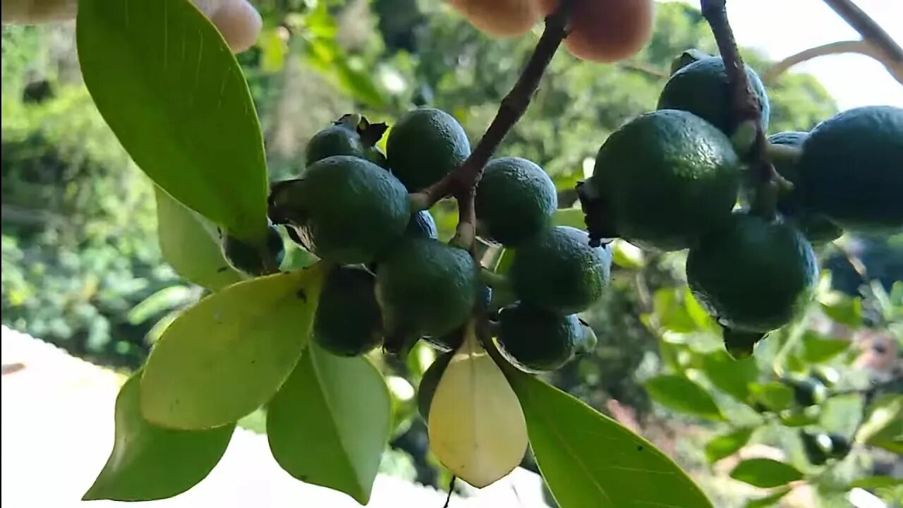 araçá amarelo araçá roxo atemoia produzindo em vaso e flores de rosas do deserto