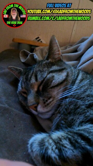 08-06-23 | Just Wally The Cat Snoozing | The Lads Camp Vlog-001 | #shorts