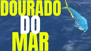 Dolphin fish fishing