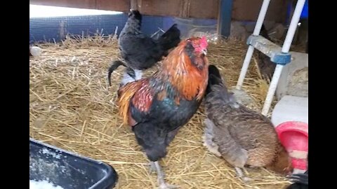 Stunning rooster strutting