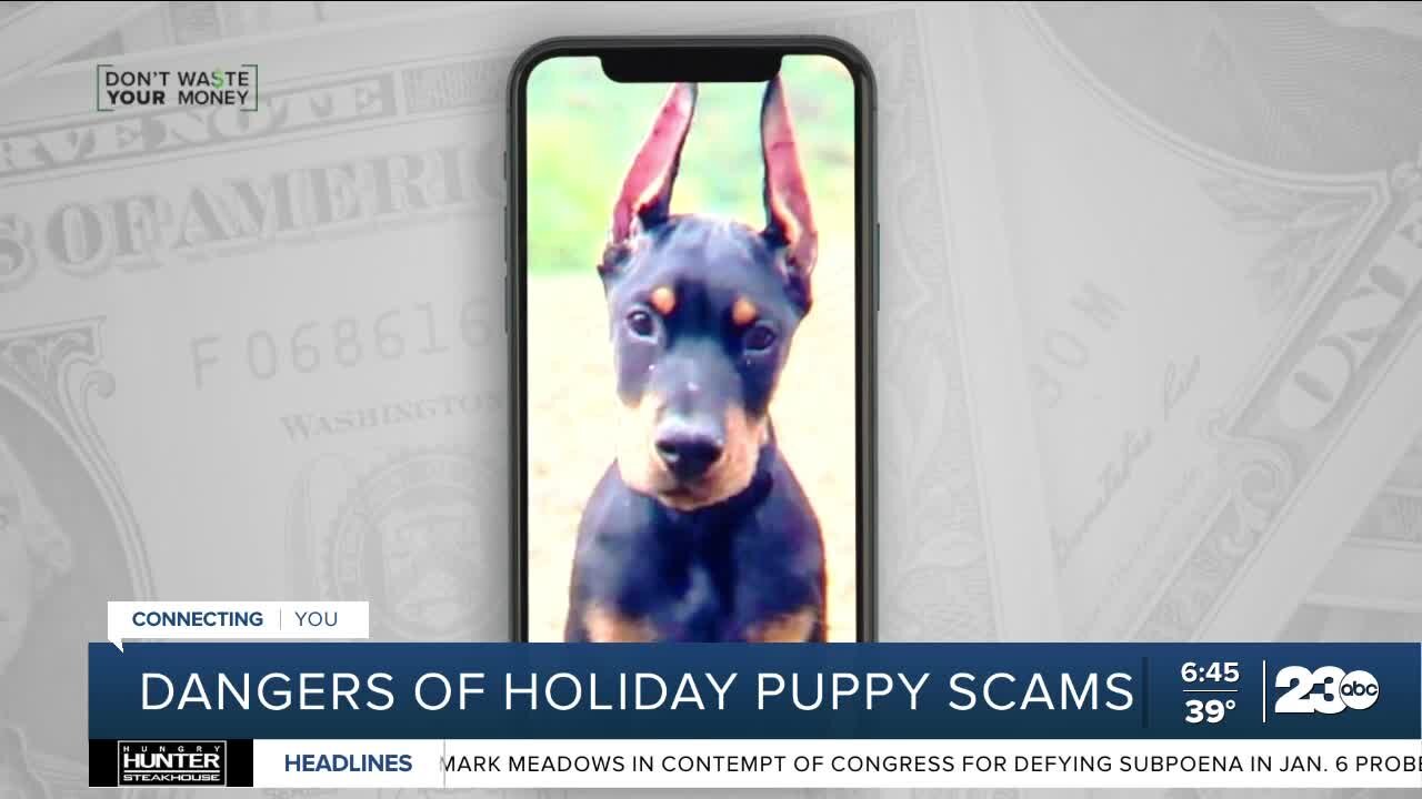 Don't Waste Your Money: Holidays ruined for woman who lost $4,800 in puppy scam