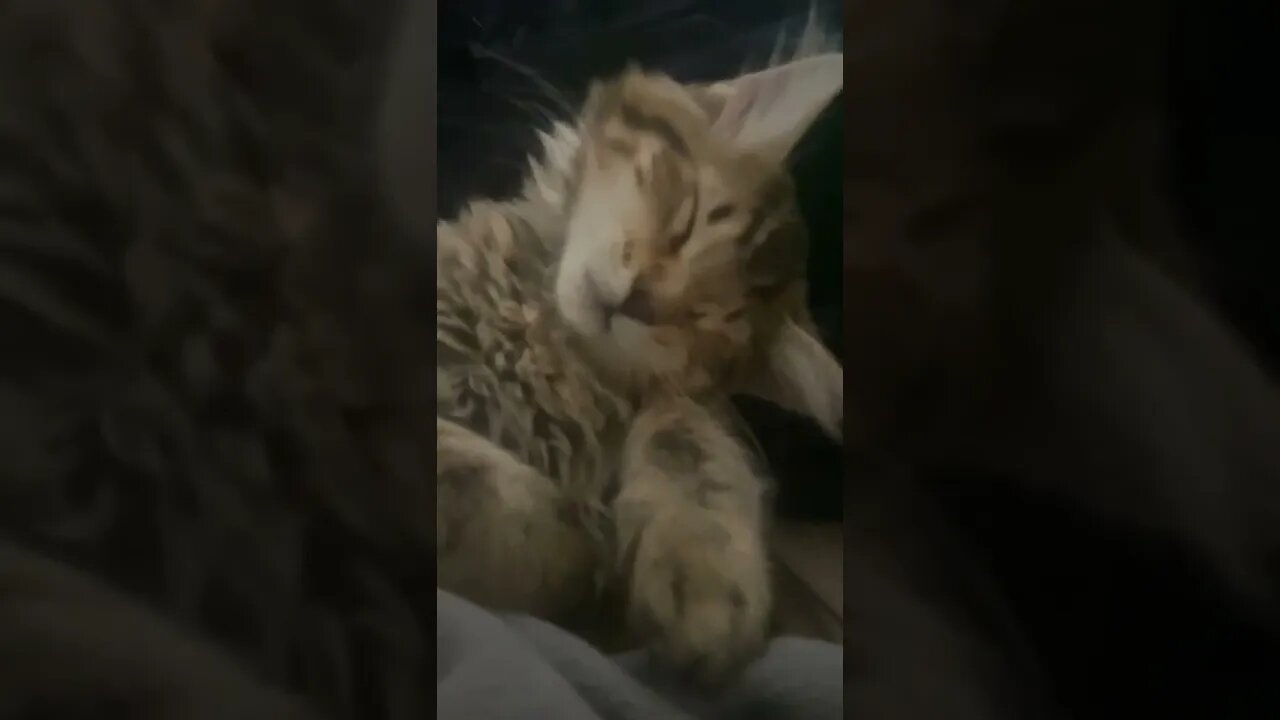 Baby Kitties in Dream Land