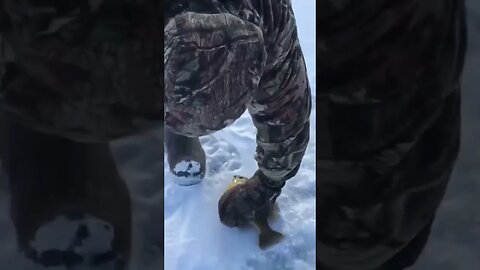 Ice fishing #icefishing #bluegill #panfish #winter #beard