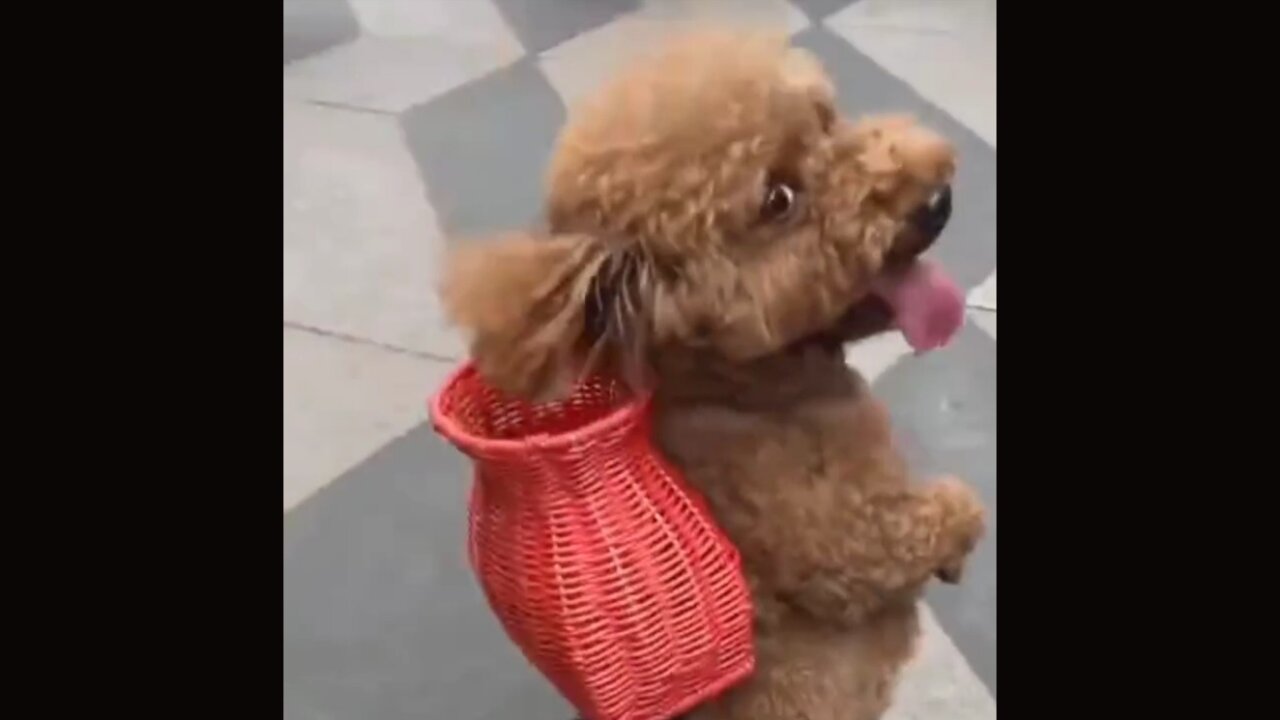 Funny dog