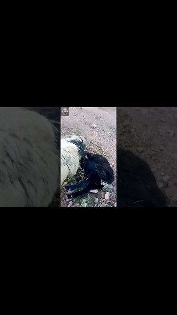 Exploring the Wonders of Wildlife: #shorts