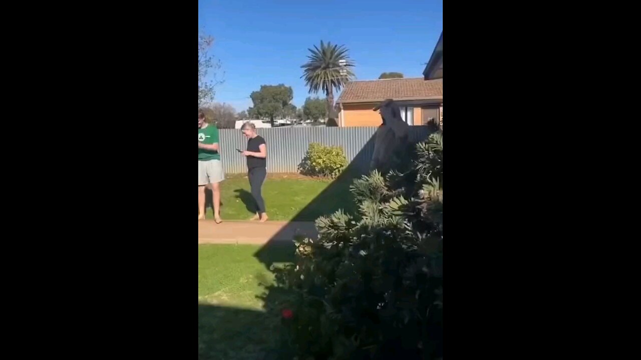 funny videos