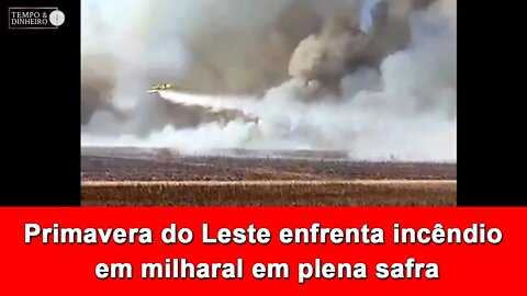 Primavera do Leste enfrenta incêndio em milharal em plena safra