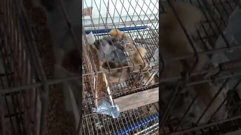 a lenda que pintinho não dorme porque a luz fica ligada 24 horas