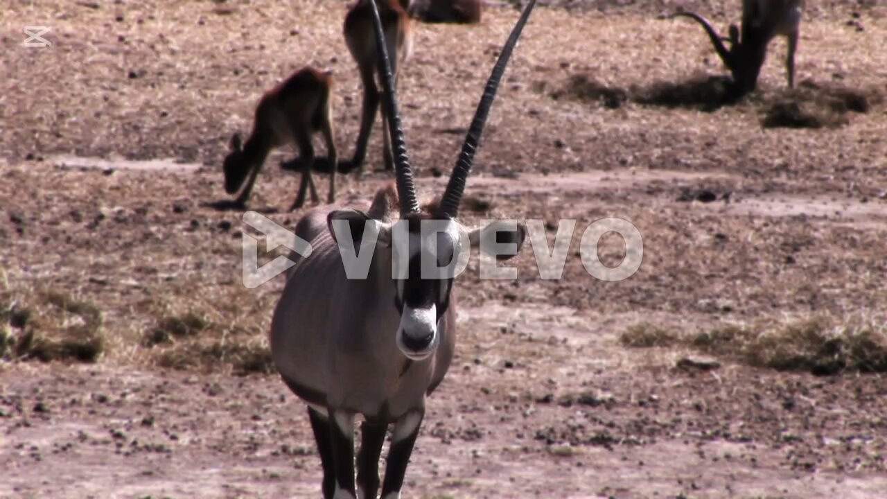 curiosidades sobre los antílopes