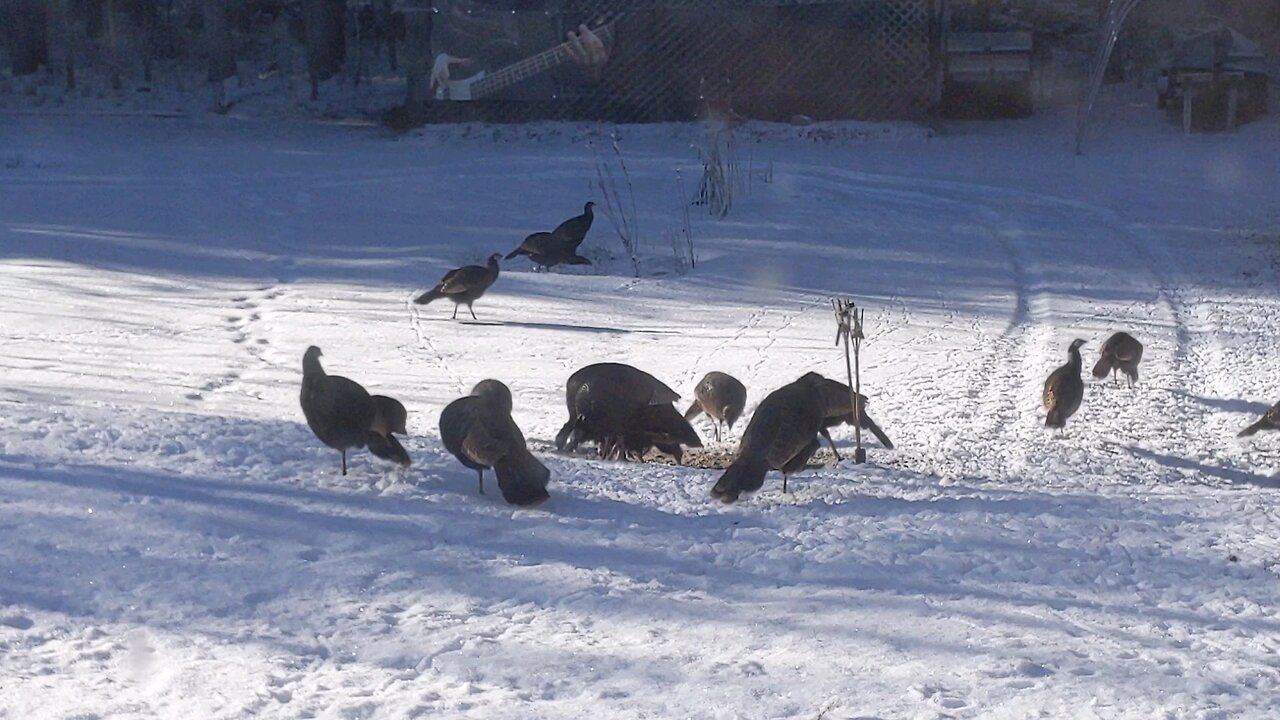 Turkey's in the yard