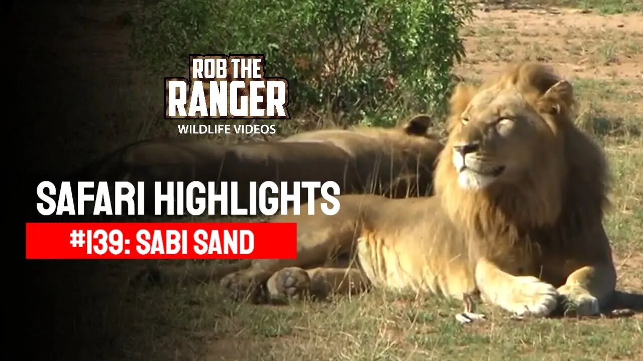 Safari Highlights #139: 02 - 04 April 2012 | Sabi Sand Nature Reserve | Latest Wildlife Sightings