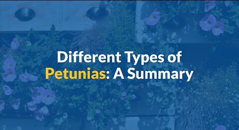 5 types of petunias