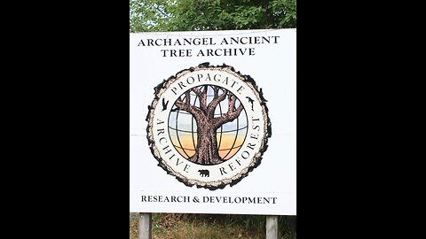 Archangel Ancient Tree Archive Gift Of A Tree