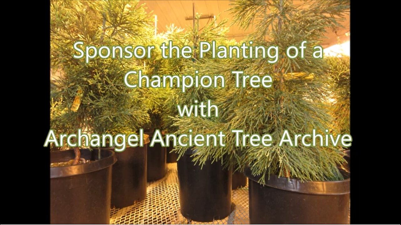 Archangel Ancient Tree Archive Gift Of A Tree