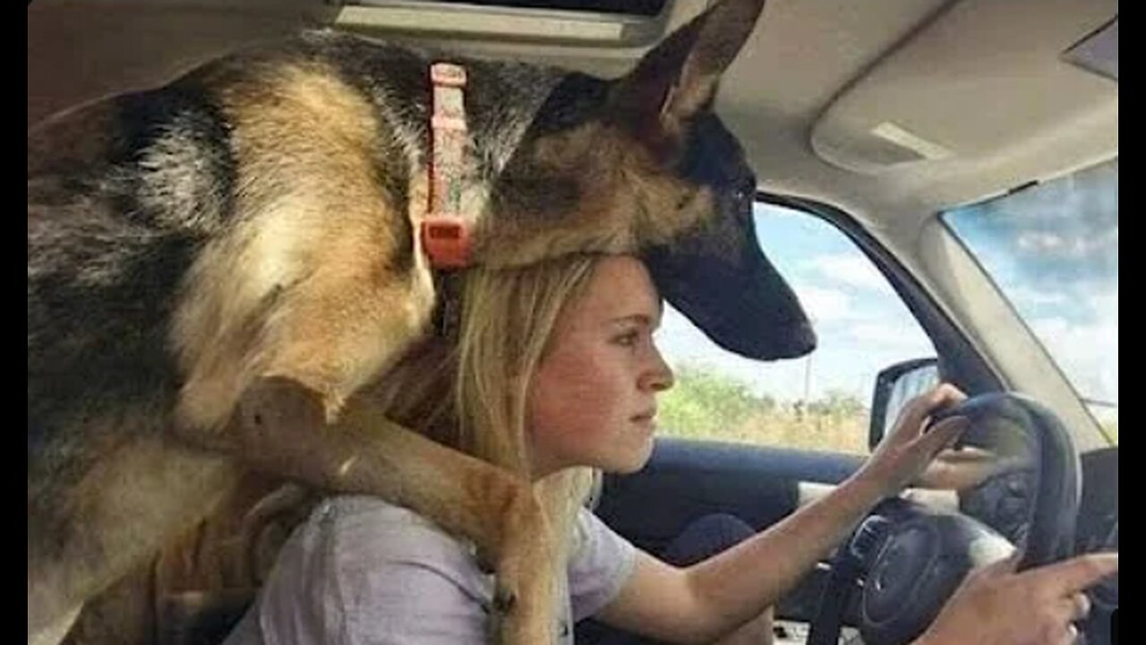 When your dog is like your mentor🤣 Funny Dog and Human 2024