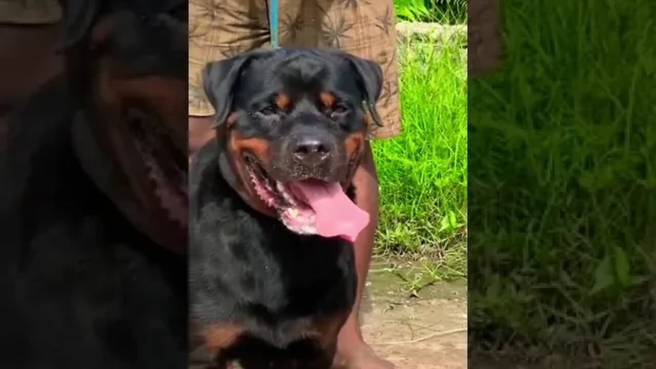 solid rottweiler dog #shorts #rottweiler #viral #trending #doglover