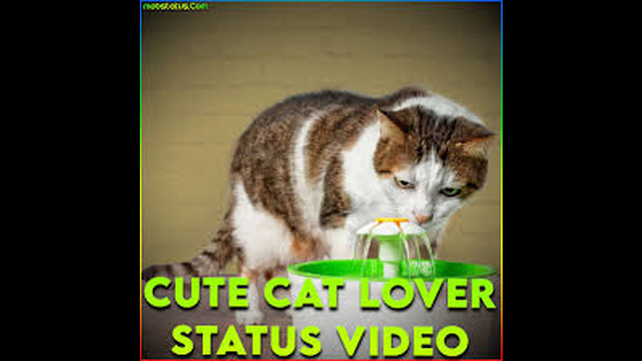 Cute Cat Lover