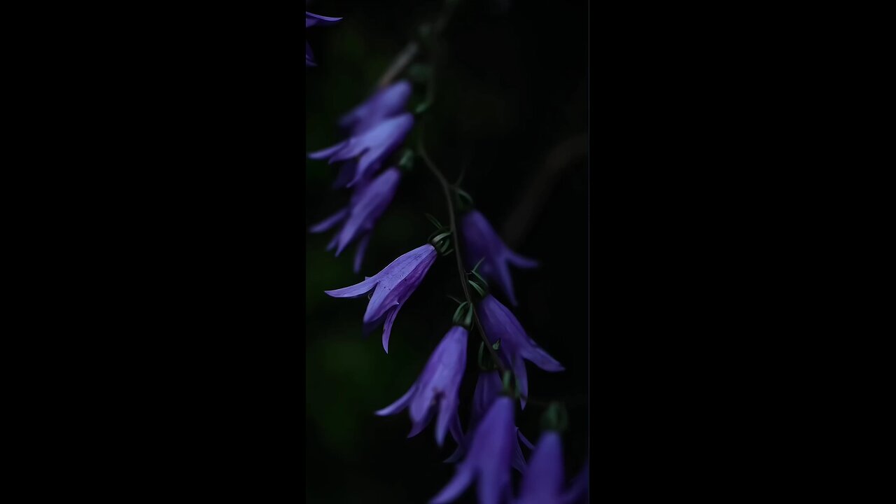 rain drops with nature