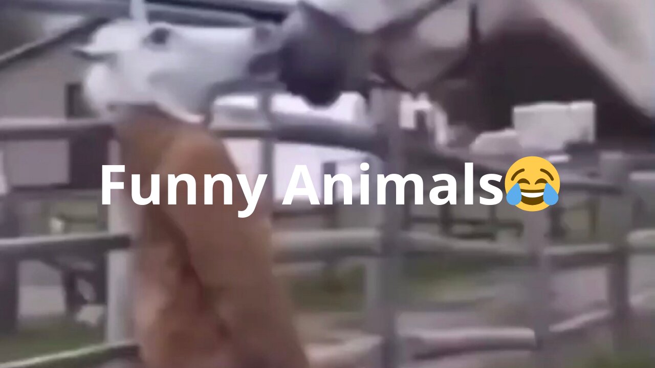 Funny Animal Reactions!!