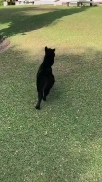 Rumble _pony ♡horse