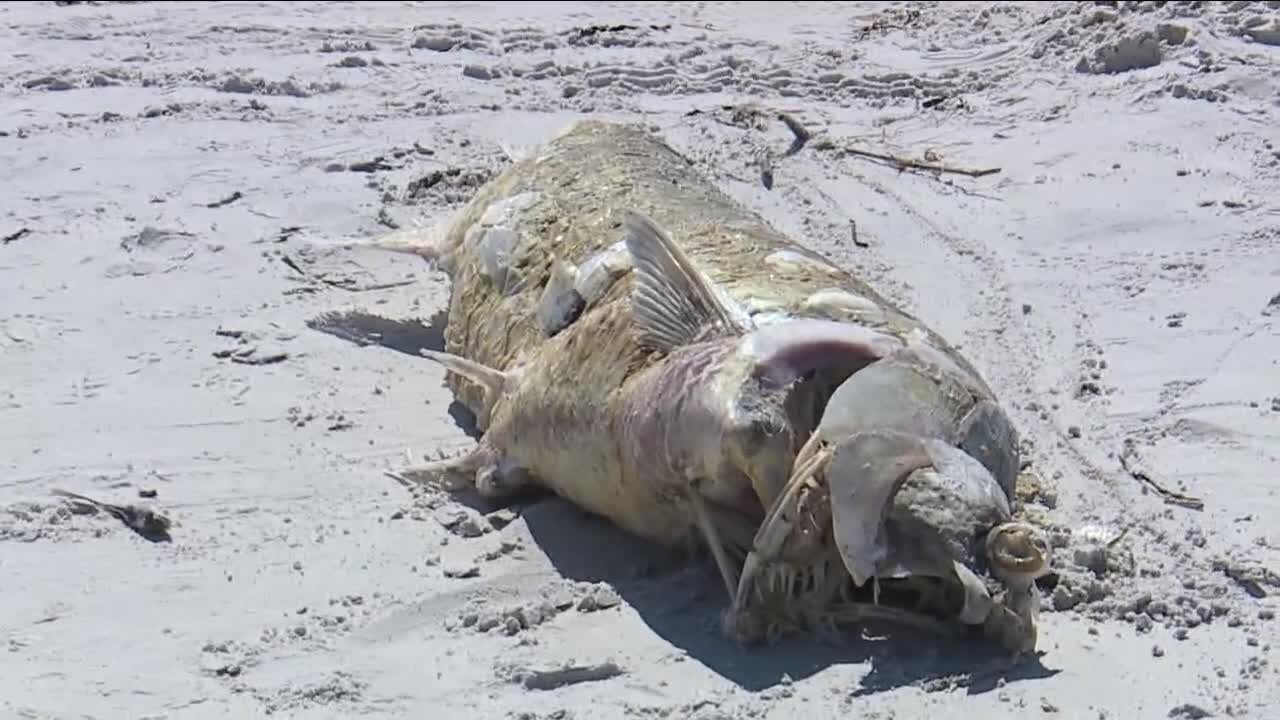 Red tide alert issued for coastal Collier County