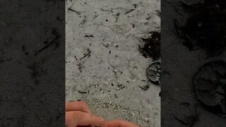 jewelry detecting #shorts