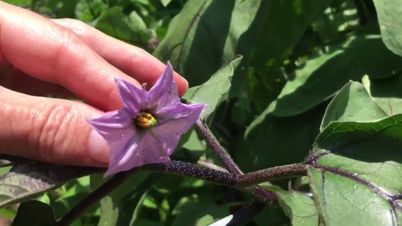 Backyard Garden Walk (What's growing in our garden today?)