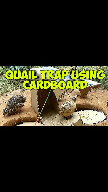 quail trap using cardboard