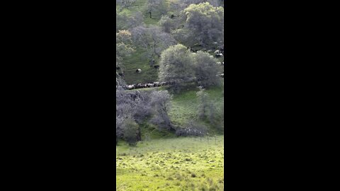 Giant Sheep Herd