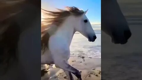 horses