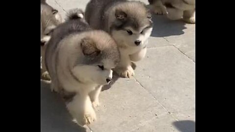 A group of cute pets want to attack you