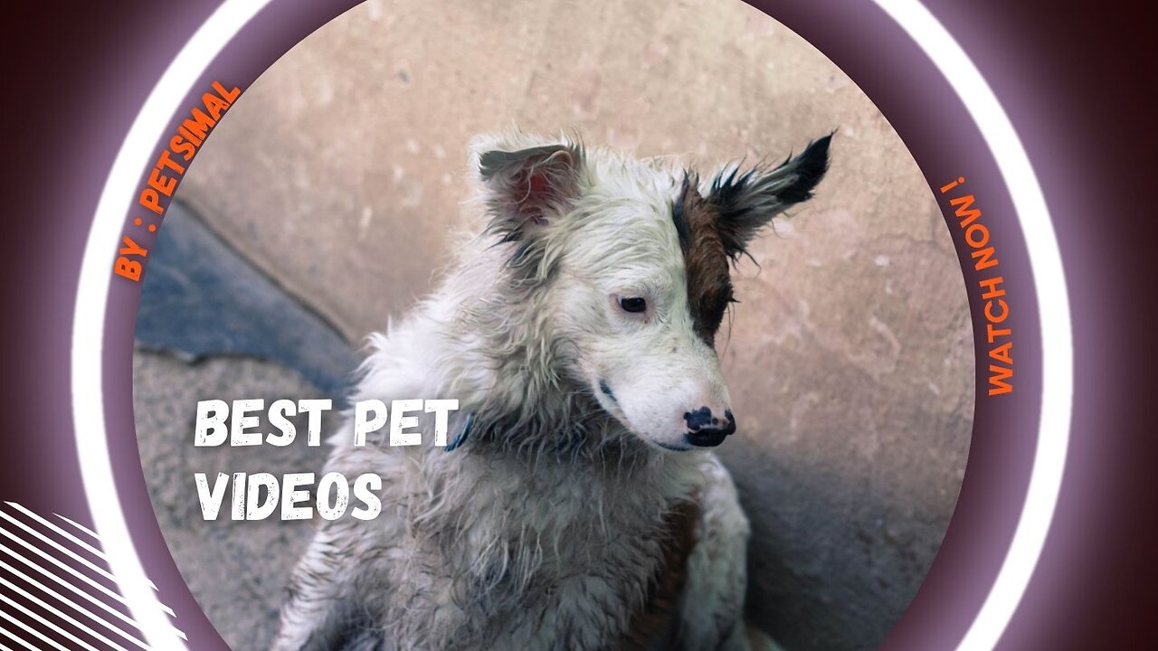 Unbelievable Animals You Can Only Find Here! #pets #dogs #cats