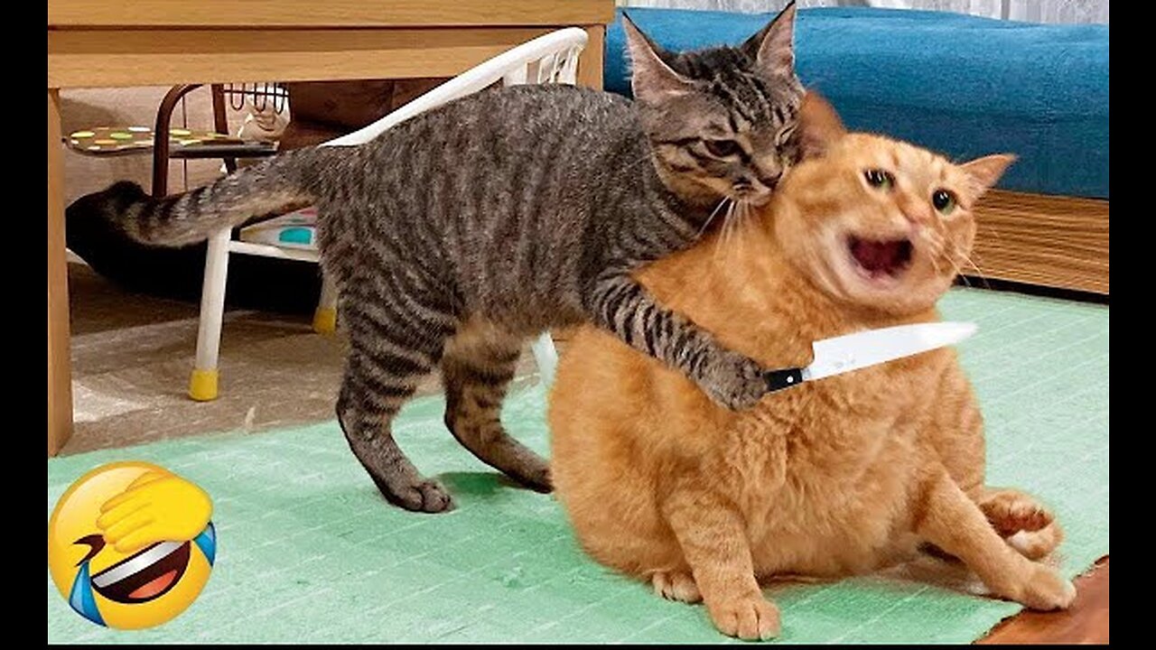 Funniest Animals 2023 Funniest Cats