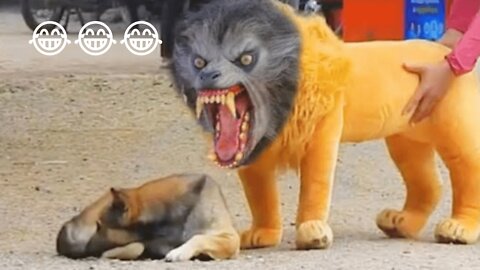 Troll Prank Dog Funny & fake Lion and Fake Tiger Prank To dog & Huge Box Prank to dog