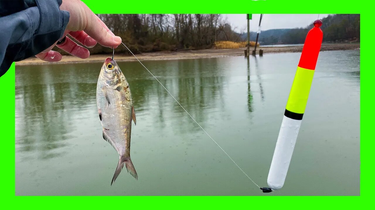 Fishing w/ GIANT Live Bait | BIGGEST Bass of my LIFE!