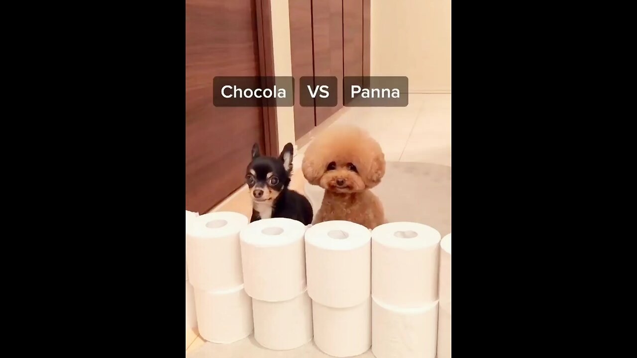 Dogs battle who is winner🐶 viral video