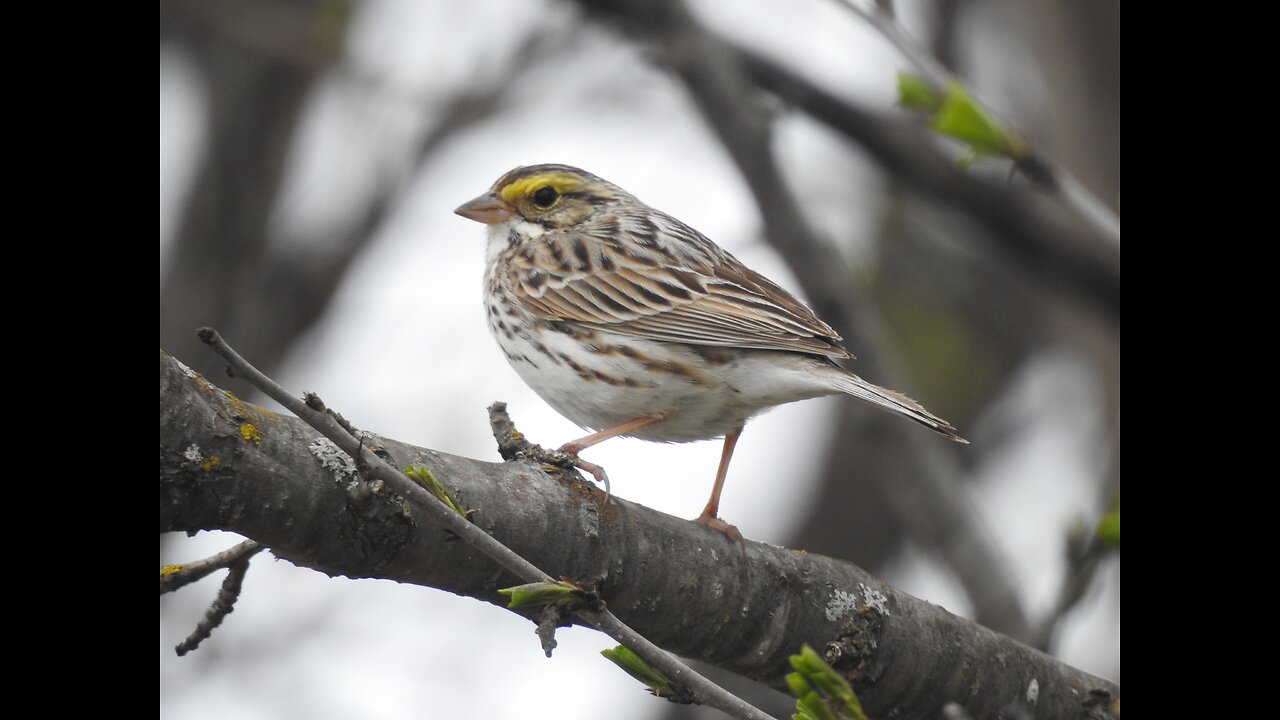 Savannah Sparrow, Panmure, Ontario, Canada