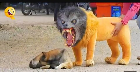 Troll Prank Dog Funny & fake Lion and Fake Tiger Prank To dog & Huge Box Prank to dog