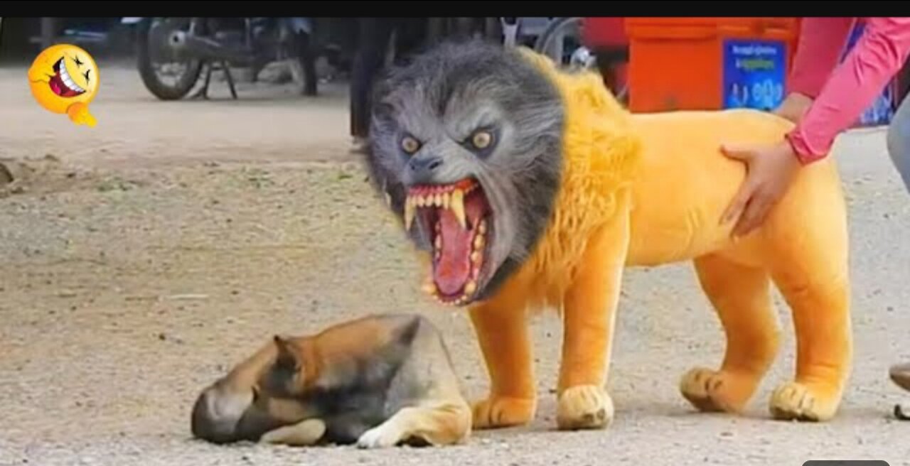 Troll Prank Dog Funny & fake Lion and Fake Tiger Prank To dog & Huge Box Prank to dog