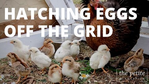 Off Grid Chicken Incubator