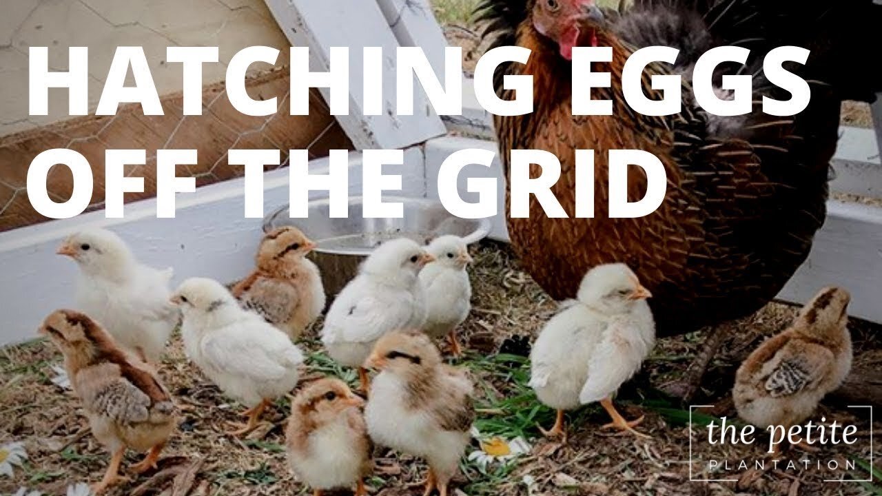 Off Grid Chicken Incubator