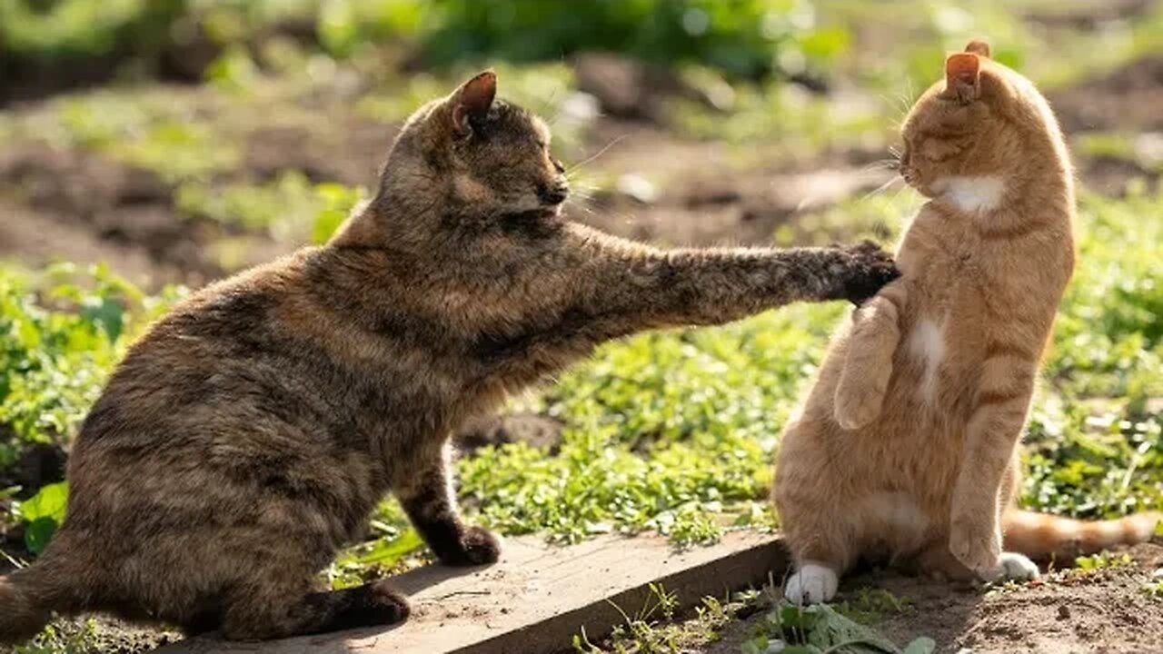 Breaking Up Cat Fight